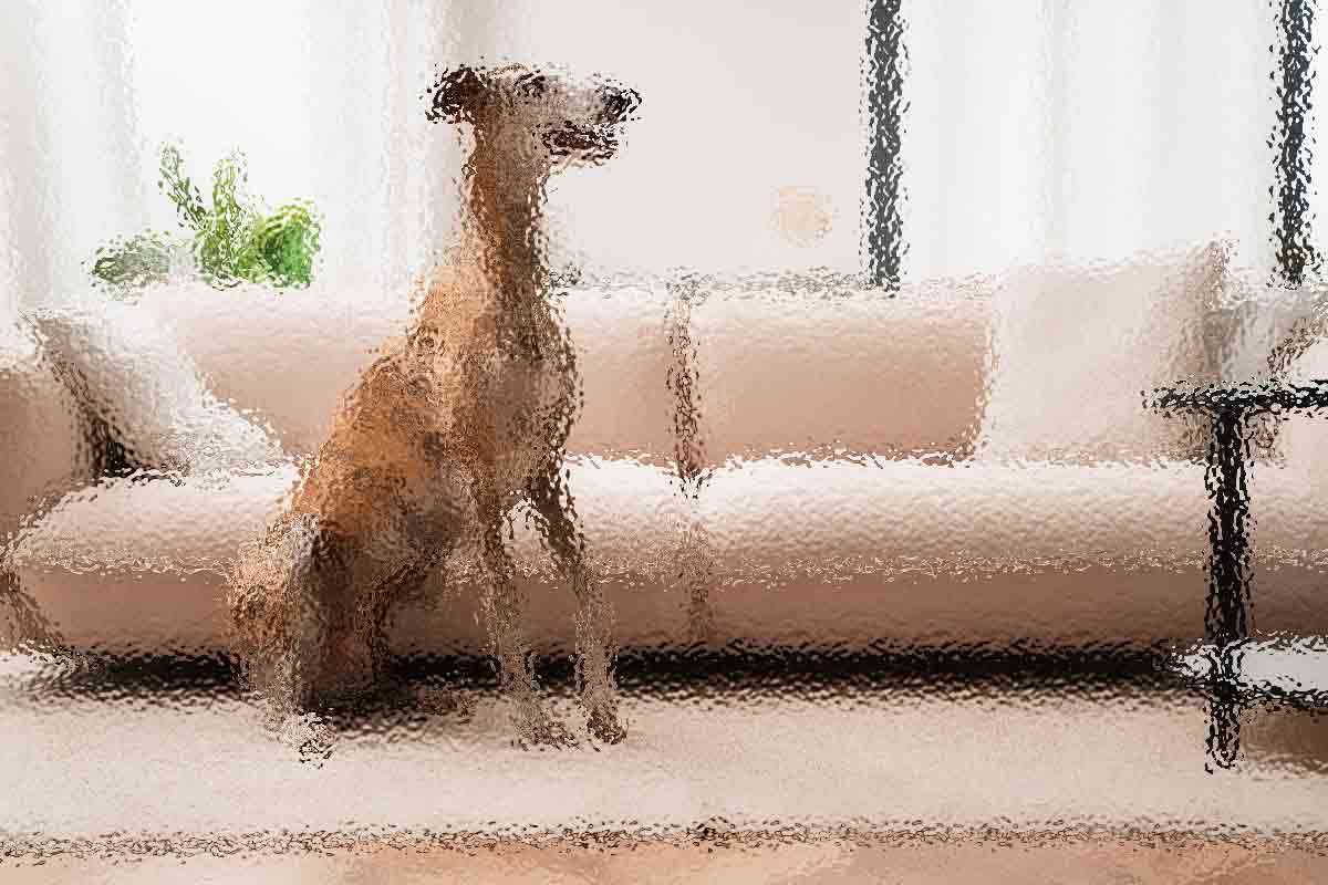 Is Your Dog Depressed? 4 Warning Signs and What to Do